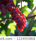 成熟的葡萄 122493868