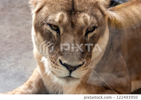 獅子的另一個名字是 Shishi（獅子）[雌獅特寫] 122493950