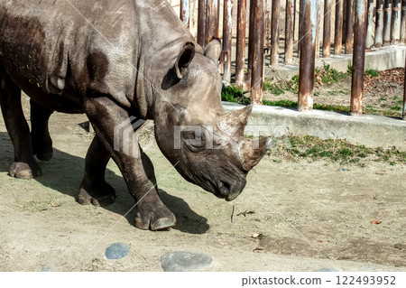 頭上有兩個角的黑犀牛(犀牛,奇蹄目,哺乳動物) 頭上有兩個角的黑犀牛(犀牛,奇蹄目,哺乳動物) 122493952