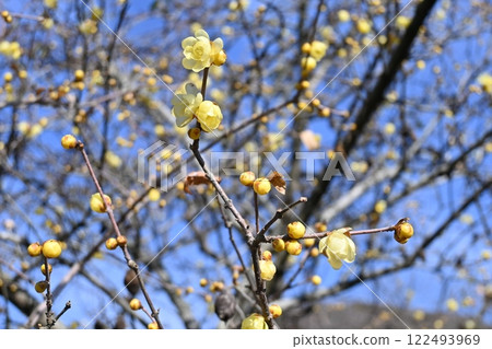 洛白花 122493969