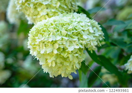 A white flower of hortensia with green leaves 122493981