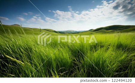 Vacant lot, wasteland, weeds, land Vacant lot, wasteland, weeds, land 122494120