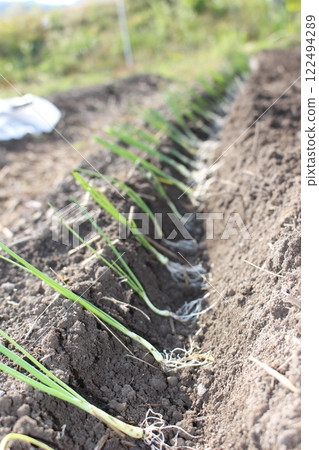 Planting onion seedlings Planting onion seedlings 122494289