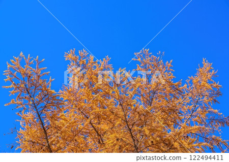 The yellow leaves of the larch trees are in full bloom against a blue sky. The yellow leaves of the larch trees are in full bloom against a blue sky. 122494411