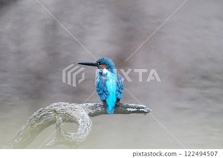 瞄準魚的翠鳥 瞄準魚的翠鳥 122494507