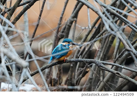 翠鳥瞄準獵物 122494509
