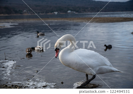 [山梨] 山中湖的天鵝與水鳥 122494531