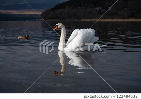 [Yamanashi] Swans and waterfowl on Lake Yamanaka 122494532