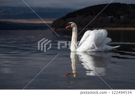 [Yamanashi] Swans on Lake Yamanaka 122494534