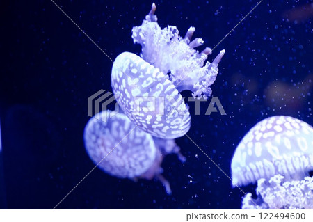 Jellyfish in the tank at Suma Sea World 122494600