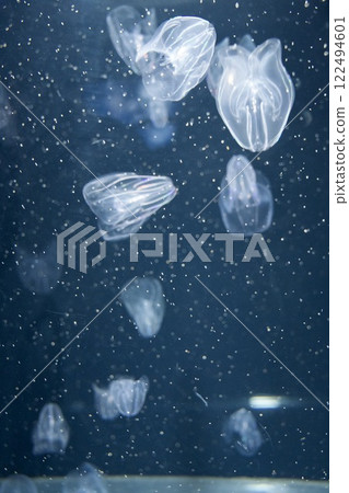 Jellyfish in the tank at Suma Sea World Jellyfish in the tank at Suma Sea World 122494601