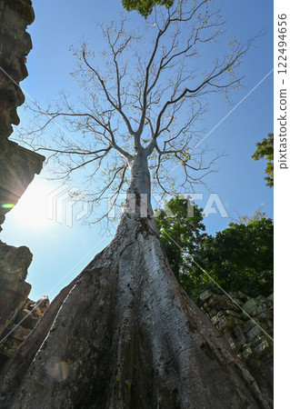 柬埔寨吳哥窟塔布蘢寺被巨樹覆蓋 柬埔寨吳哥窟塔布蘢寺被巨樹覆蓋 122494656