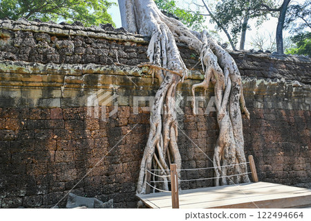 柬埔寨吳哥窟塔布蘢寺被巨樹覆蓋 122494664