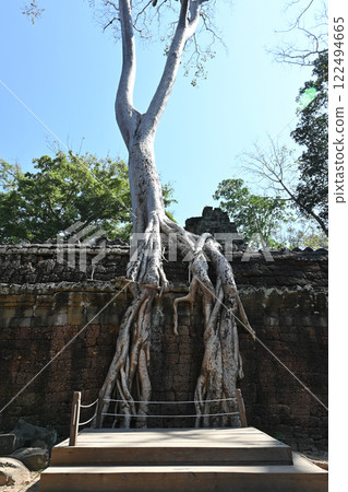 Ta Prohm temple covered by giant trees, Angkor Wat, Cambodia 122494665