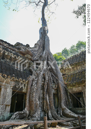 柬埔寨吳哥窟塔布蘢寺被巨樹覆蓋 柬埔寨吳哥窟塔布蘢寺被巨樹覆蓋 122494670