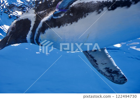 蘇馬海洋世界的企鵝 蘇馬海洋世界的企鵝 122494730