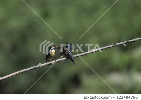 兩隻翠鳥棲息在樹枝上 122494760