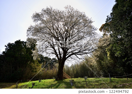 Moonlight cherry tree Moonlight cherry tree 122494792