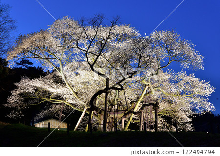Taihei Misumi cherry tree 122494794
