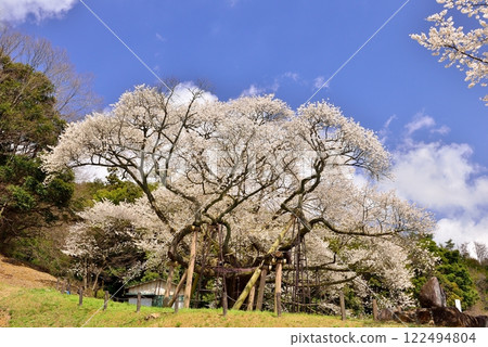 Taihei Misumi cherry tree 122494804