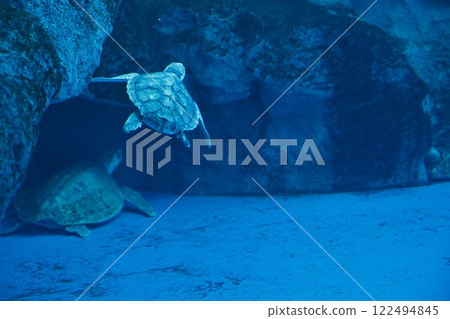 Sea turtles at Suma Sea World 122494845