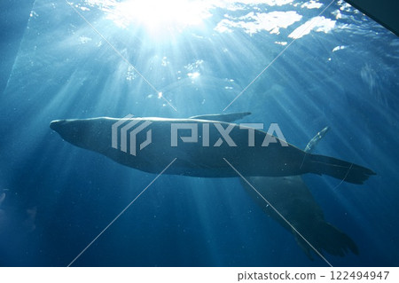 須磨海洋世界水族館(海豹) 須磨海洋世界水族館(海豹) 122494947
