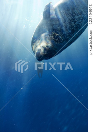 須磨海洋世界水族館(海豹) 須磨海洋世界水族館(海豹) 122494948