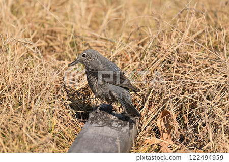 I encountered a Rock Thrush in the grass 122494959
