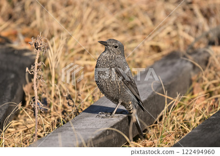 I encountered a Rock Thrush in the grass 122494960
