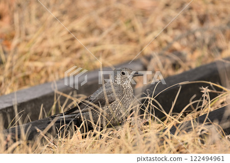 I encountered a Rock Thrush in the grass 122494961