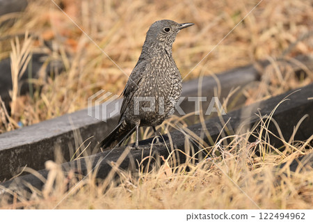 I encountered a Rock Thrush in the grass I encountered a Rock Thrush in the grass 122494962