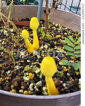 Yellow poisonous mushroom Yellow poisonous mushroom 122495317