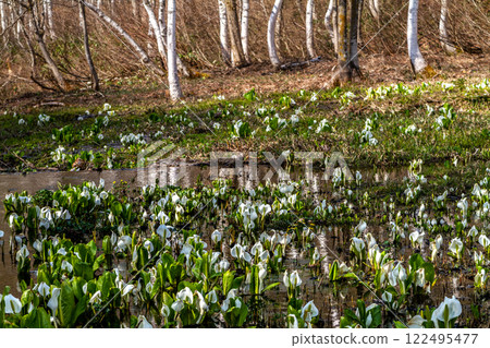 (Nature of Hida, Gifu Prefecture) Hida City, Ikenohara Marsh, Asian skunk cabbage and marsh marigolds, May (Nature of Hida, Gifu Prefecture) Hida City, Ikenohara Marsh, Asian skunk cabbage and marsh marigolds, May 122495477