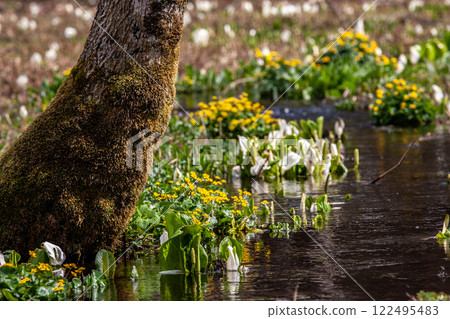(Nature of Hida, Gifu Prefecture) Hida City, Ikenohara Marsh, Asian skunk cabbage and marsh marigolds, May (Nature of Hida, Gifu Prefecture) Hida City, Ikenohara Marsh, Asian skunk cabbage and marsh marigolds, May 122495483