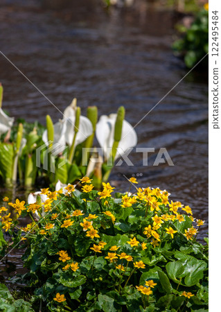 (Nature of Hida, Gifu Prefecture) Hida City, Ikenohara Marsh, Asian skunk cabbage and marsh marigolds, May (Nature of Hida, Gifu Prefecture) Hida City, Ikenohara Marsh, Asian skunk cabbage and marsh marigolds, May 122495484