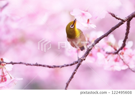 White-eye perched on Kawazu cherry blossoms in full bloom White-eye perched on Kawazu cherry blossoms in full bloom 122495608