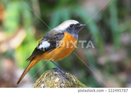 Giubitaki (male) Giubitaki (male) 122495787