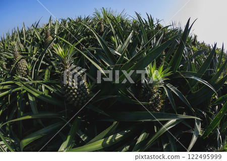 Pineapple grow on tree in garden 122495999