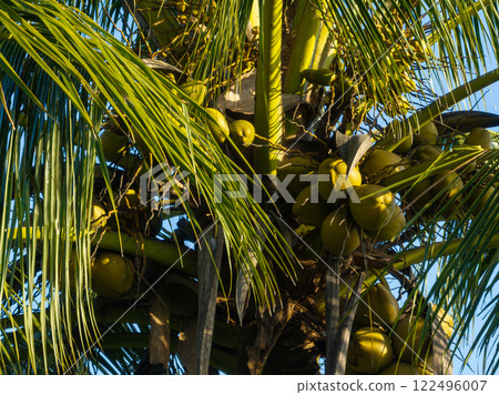 Green coconut fruits grow on tree 122496007
