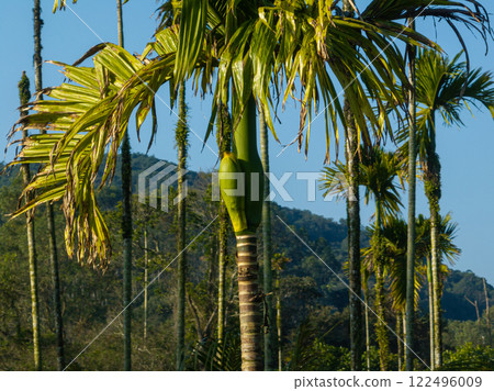 Areca palm nuts grow on tree 122496009