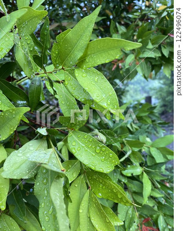 Green leaves with water drops after the rain in the summer garden. Green leaves with water drops after the rain in the summer garden. 122496074