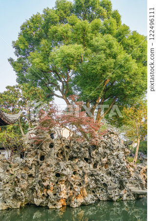 Coconut forest 122496111