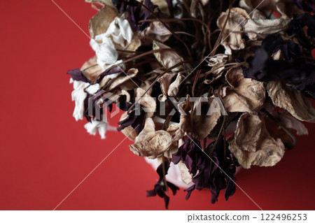 Withered cyclamen 122496253