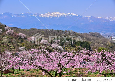 Snow-capped mountains and peach blossoms 122496542