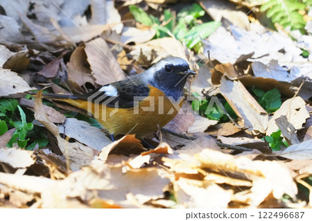 Giubitaki (male) Giubitaki (male) 122496687