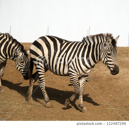 格蘭特斑馬步道 格蘭特斑馬步道 122497299