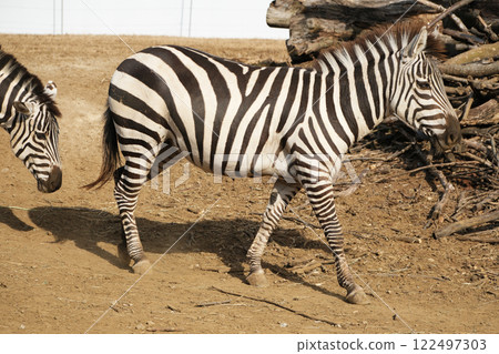 格蘭特斑馬步道 122497303