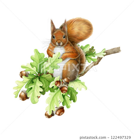Red squirrel on oak tree branch hand drawn illustration. Forest wildlife small animal. Cute fluffy red squirrel sitting on oak tree twig vintage style realistic image on white background Red squirrel on oak tree branch hand drawn illustration. Forest wildlife small animal. Cute fluffy red squirrel sitting on oak tree twig vintage style realistic image on white background 122497329