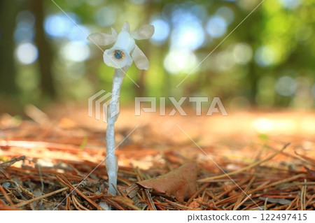 Silver bell found in the forest Silver bell found in the forest 122497415