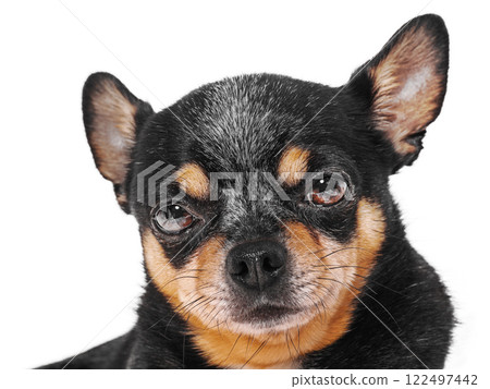 Dog tricolor black, red and white color. Chihuahua isolate. 122497442